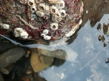 Polycera quadrilineata Shoresearch - North Wales Wildlife Trust