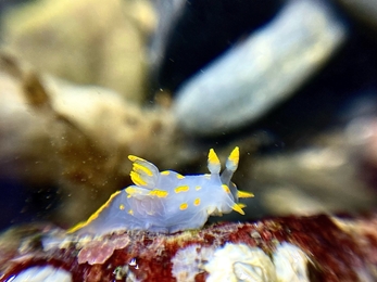 Polycera quadrilineata Shoresearch - Dan Lear