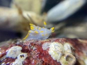 Polycera quadrilineata Shoresearch - Dan Lear and Reece Halstead