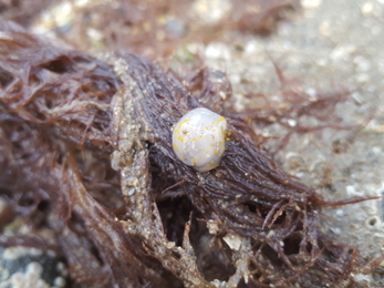 Polycera quadrilineata out of water Shoresearch - North Wales Wildlife Trust