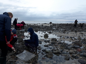 Shoresearch have-a-go Penrhyn Bay Feb 2022 - North Wales Wildlife Trust