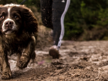 Biosecurity for runners/dog walkers