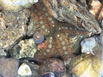 Common brittlestar/seren frau (Ophiothrix fragilis) S'sch Menai - Reece Halstead