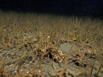 brittlestar bed - Paul Naylor www.marinephoto.co.uk