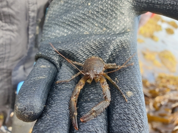 Olive squat lobster/cimwch birdew (Galathea squamifera) - Janine Yarwood 