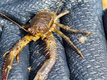 Olive squat lobster/cimwch birdew (Galathea squamifera) - Janine Yarwood 