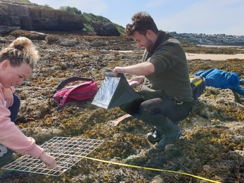 Shoresearch Traeth Coch, July 2022 ©NWWT