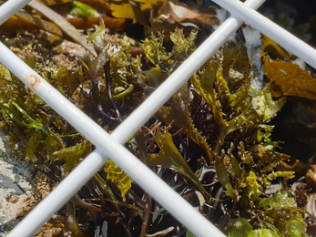 False Irish moss Shoresearch Porth meudwy