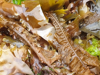 Dabberlocks Shoresearch P.Meudwy ©NWWT