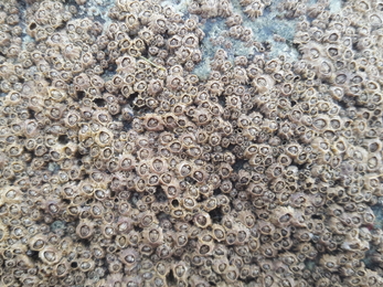 Chthamalus montagui ©NWWT