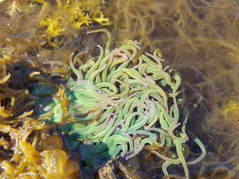 Snakelocks anemone ©NWWT