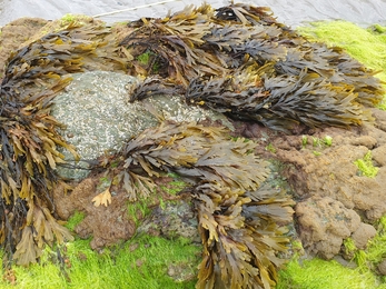 Green algae zone Shoresearch Traeth Penllech NWWT