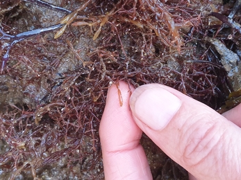 Bunny ears (Lomentaria articulata) - NWWT