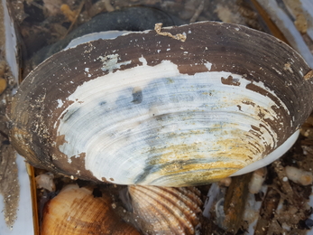 Otter shell/cragen y dyfrgi (Lutraria lutraria) - NWWT