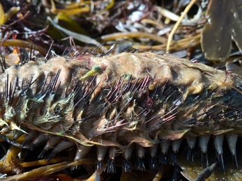 Sea mouse/môr lygoden (Aphrodita aculeata) - NWWT