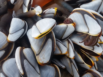 Goose barnacles Cricieth - Charlie and Clare Welsh