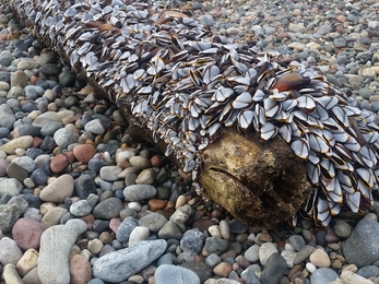 Goose barnacles Cricieth - Charlie and Clare Welsh