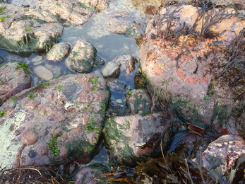 Cladophora and sea lettuce - NWWT