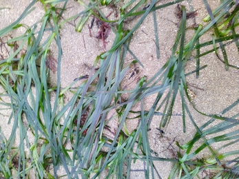 Sea grass Shoresearch Nefyn - Clare and Charlie Welsh