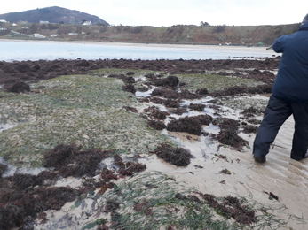 Sea grass Shoresearch Nefyn - NWWT