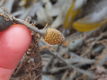 Ascophyllum sporulating - NWWT