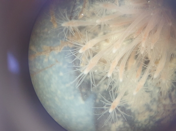 Club-headed hydroid up close - NWWT