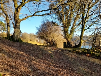 Bala