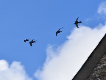 A swift screaming party, 4 swifts, small birds with scythe shaped wings sillhouetted against a blue sky.
