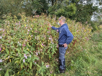 Himalayan balsam rust fungus inoculation