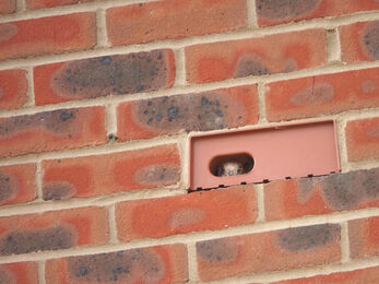 Bird looking out of swift brick installed in brick wall 