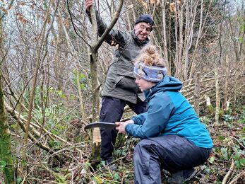 Two people hedgelaying in woodland. Blue and grey outdoor clothes.