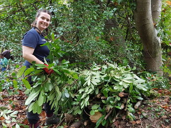 Young woman wearing blue top carrying cherry laurel vegetation.