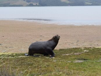 Marine mammal on a beach