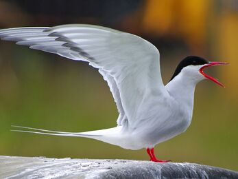 Arctic Tern