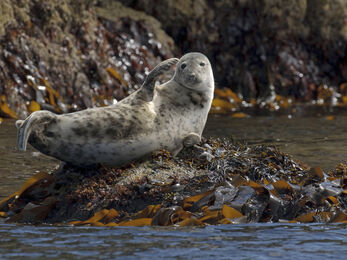 Grey seal