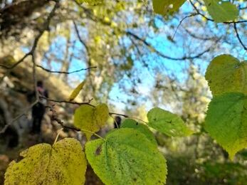close up of small-leaved lime, blue sky in background 