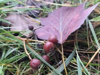 close up of wild service tree leaves and berries on grass 