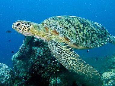 Our turtle visitors | North Wales Wildlife Trust