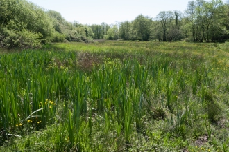 Purple moor-grass and rush pasture