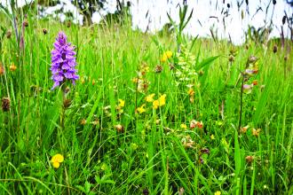 Caeau Tan y Bwlch Nature Reserve meadow