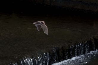 Daubenton's bat