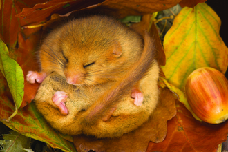 Hibernating dormouse