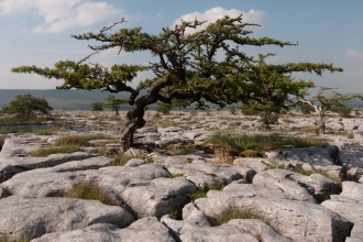 Limestone pavement