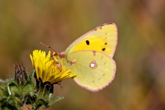 Clouded Yellow Butterfly