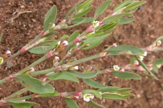 Common Knotgrass