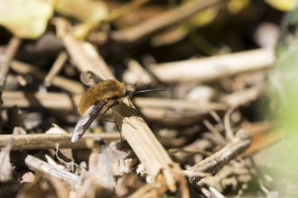 Dark-edged Bee-fly