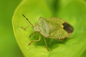 Common Green Shield Bug