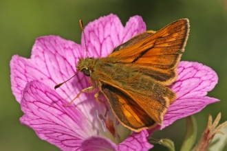 Large Skipper