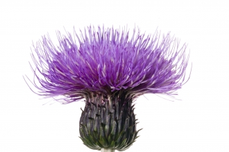 Melancholy Thistle