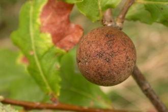 Oak Marble Gall Wasp